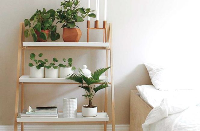 plant interiors