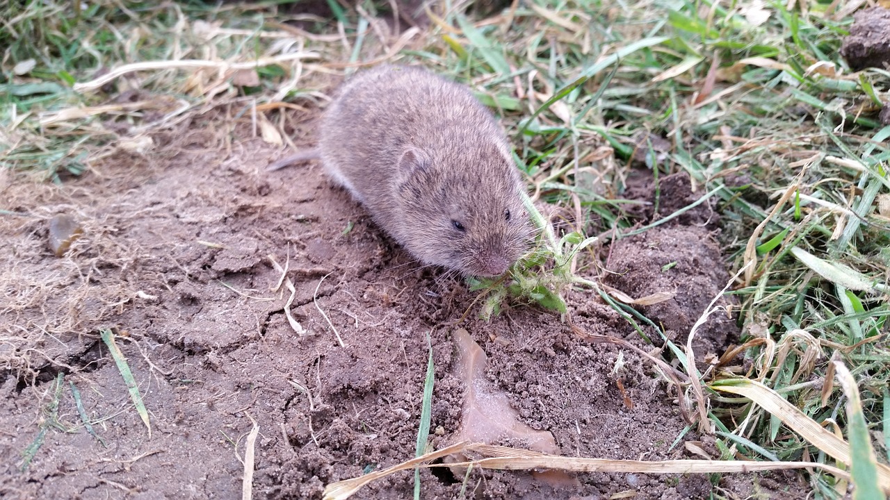 voles