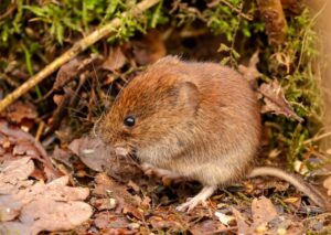 voles