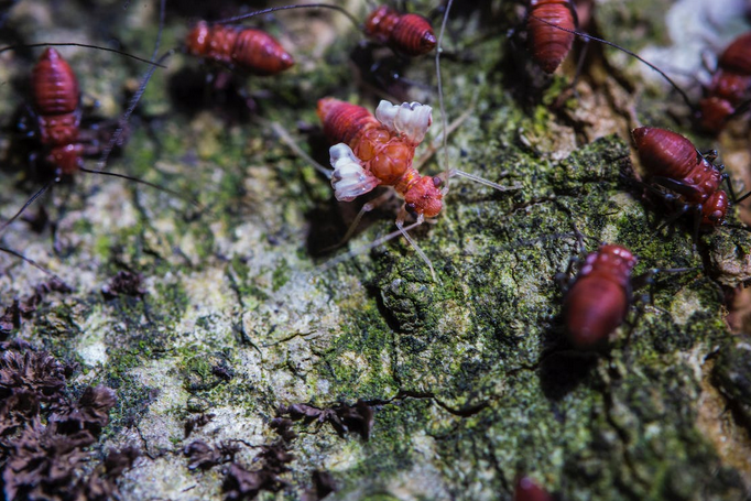 termites