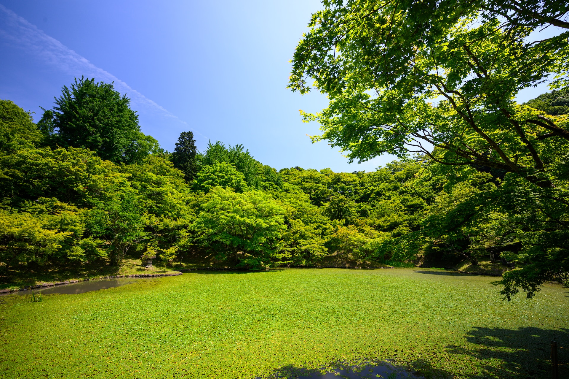 lawn