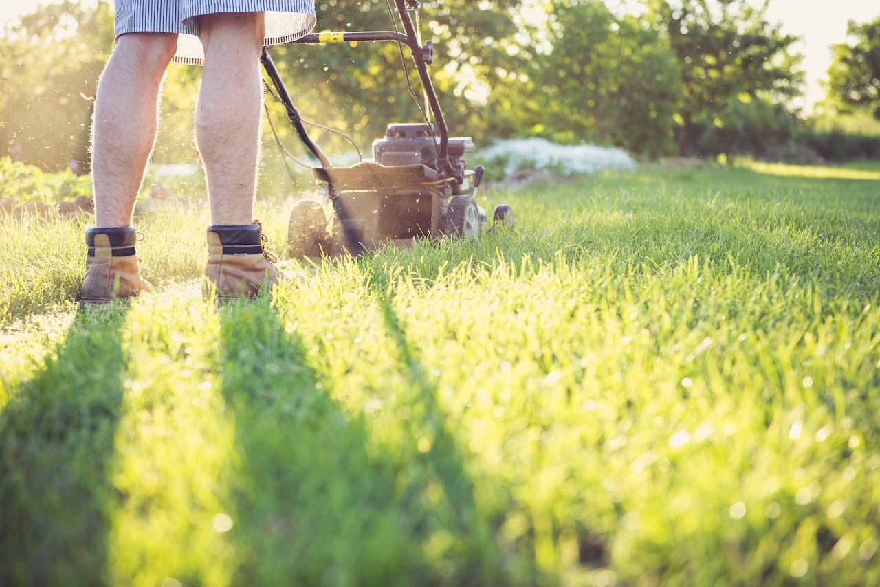 grass 