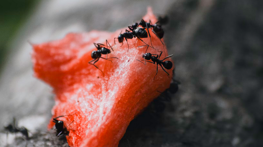 ant