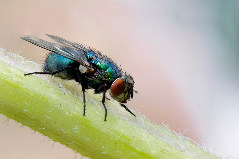 fly